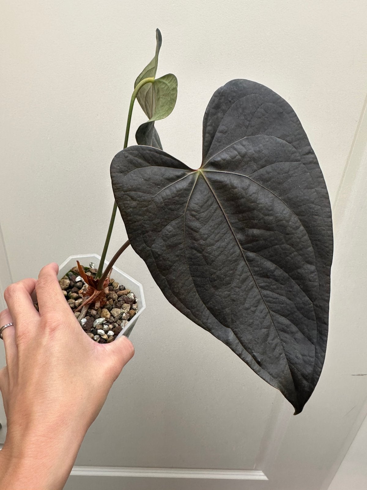 Anthurium queens of hearts, Ophalen of Verzenden, Halfschaduw, Minder dan 100 cm