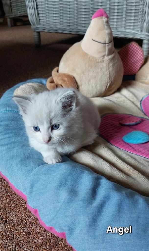 Ragdoll kittens, met stamboom uit geteste ouders, Meerdere dieren, Met stamboom