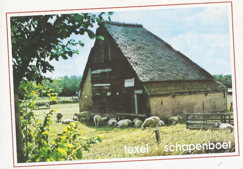 Texel Schapenboet Ongelopen Ansichtkaart ( B101), Ophalen of Verzenden, 1940 tot 1960, Ongelopen, Waddeneilanden