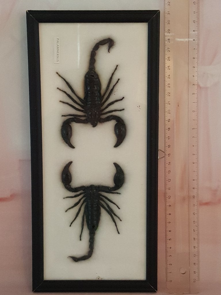 Taxidermie 2 opgezette schorpioenen, Ophalen of Verzenden, Zo goed als nieuw, Overige soorten, Opgezet dier