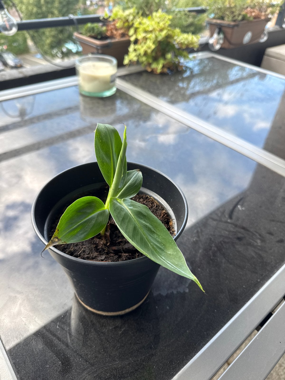 Musa ‘Dwarf Cavendish' - Bananenplant - Kamerplant, Overige soorten, In pot, Minder dan 100 cm, Groene kamerplant