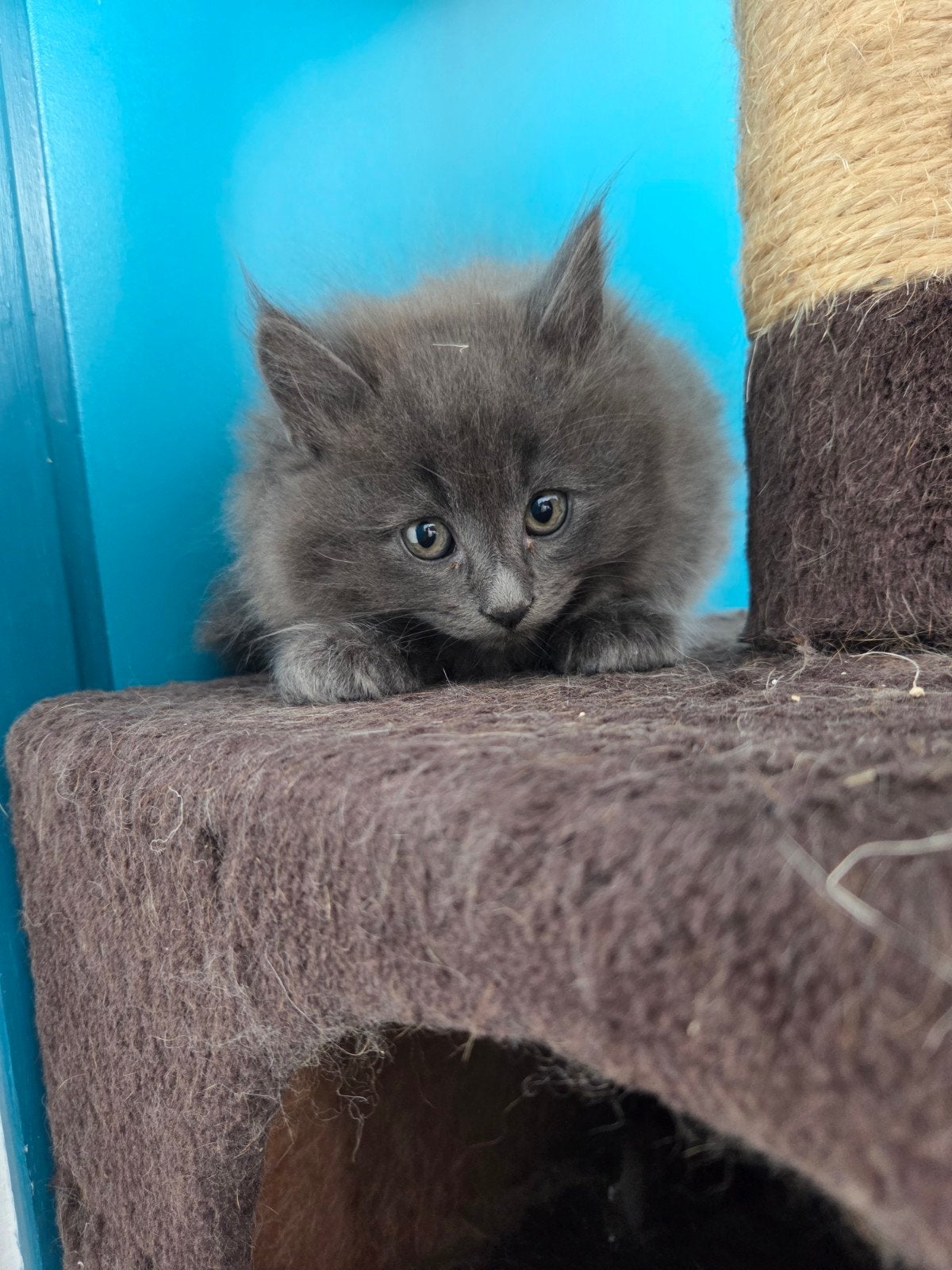 maincoon kitten, Dieren en Toebehoren, Poes