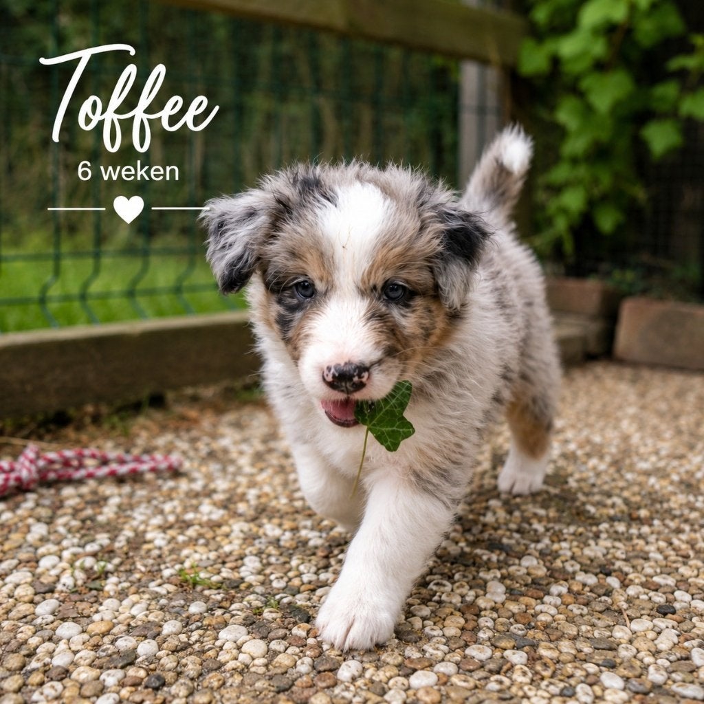 Australian Shepherd pups met stamboom, Dieren en Toebehoren, Honden | Herdershonden en Veedrijvers, Parvo, 8 tot 15 weken, Meerdere