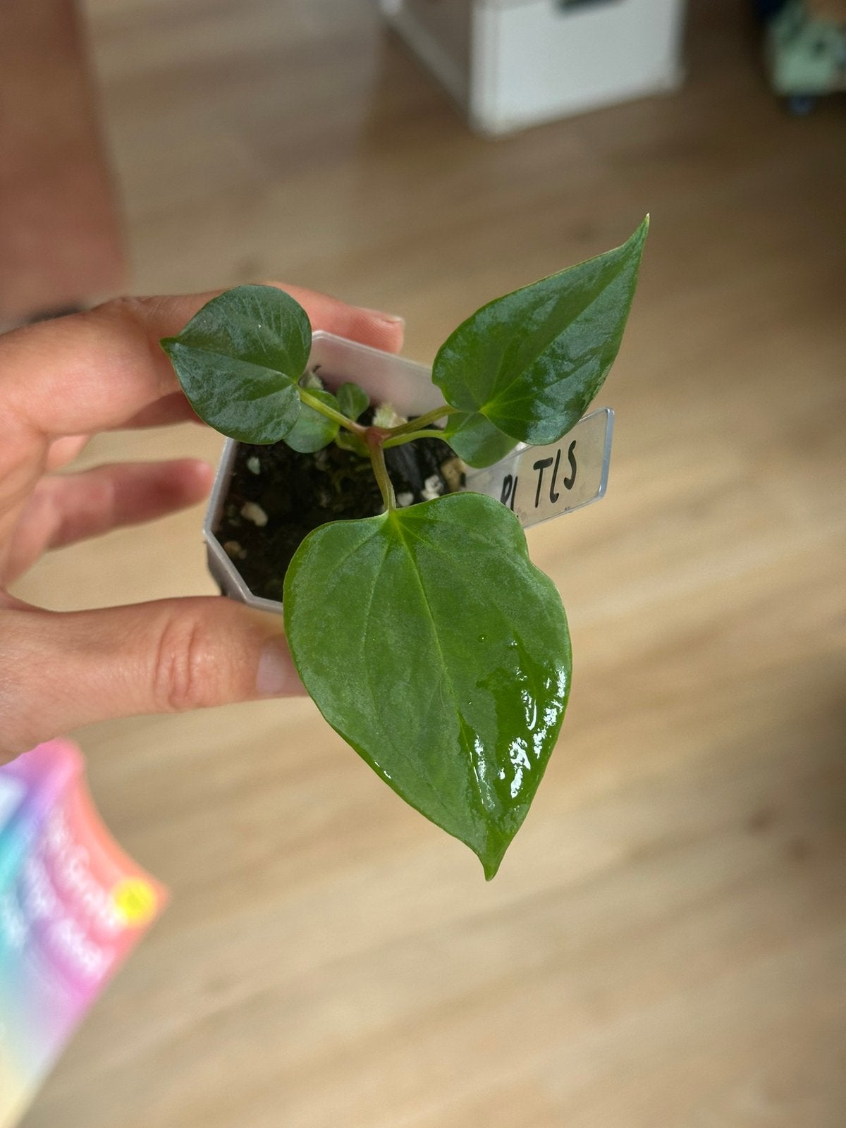 Anthurium Ralph Lynam S1, Ophalen of Verzenden, Overige soorten, Halfschaduw, Minder dan 100 cm