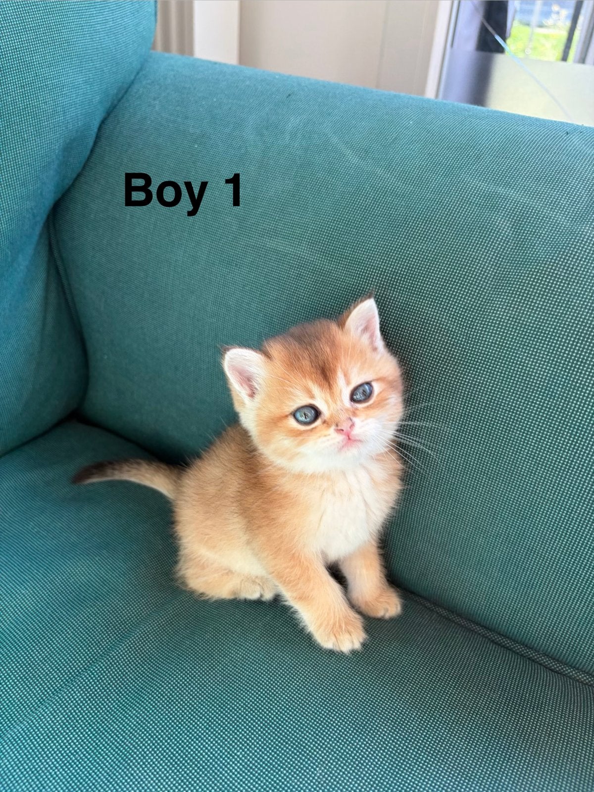 British shorthair shaded  BKH 700€, Kater