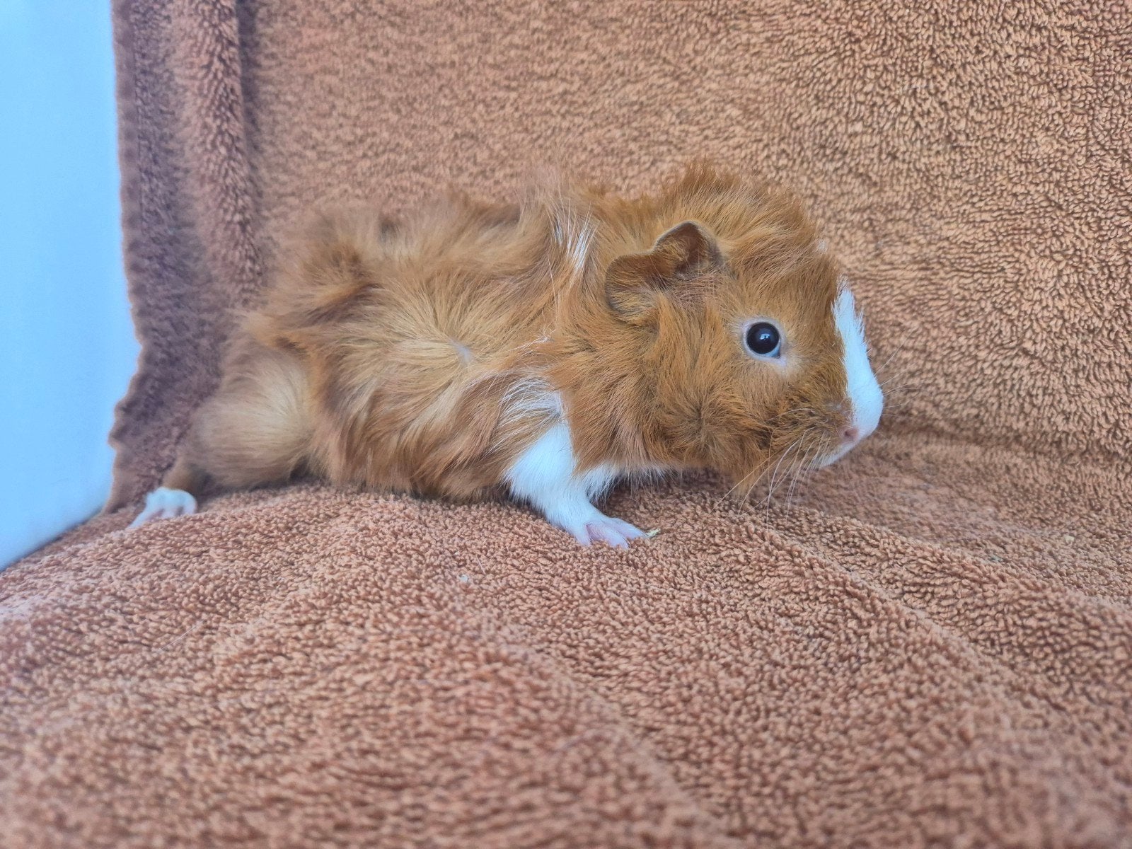 Lief borstel beertje 4 weken mag verhuizen kruinen tam, Dieren en Toebehoren, Cavia, Mannelijk, Tam, September