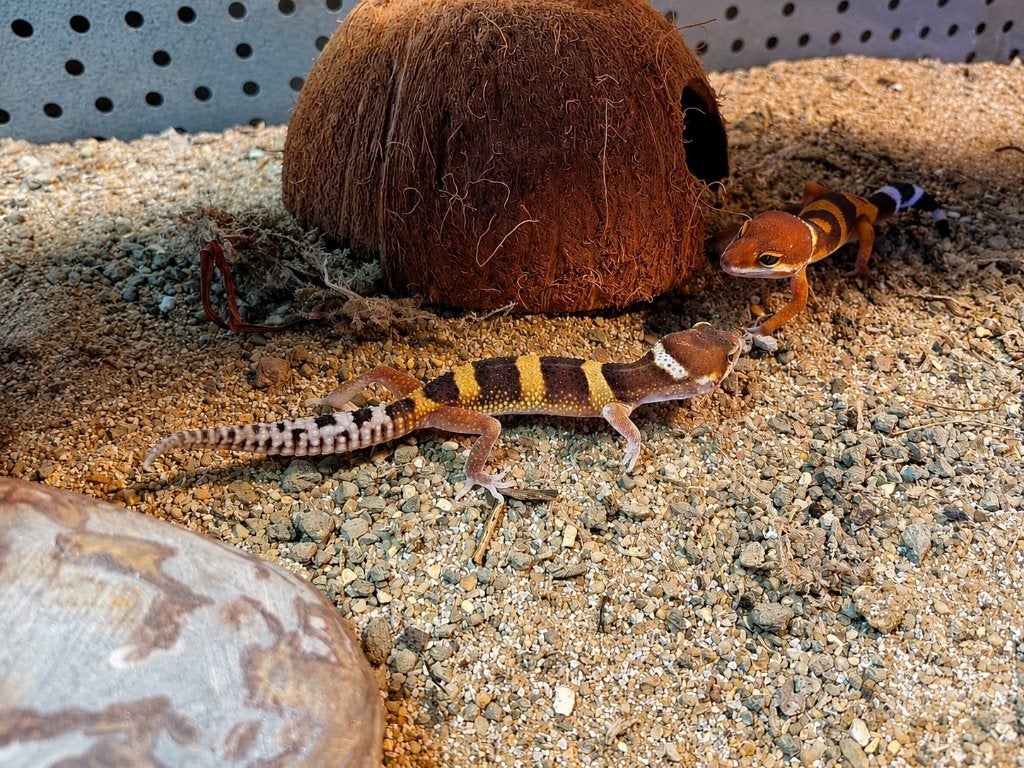 Prachtige Luipaardgekko's (Eublepharis macularius) Leopard Gecko photo 3