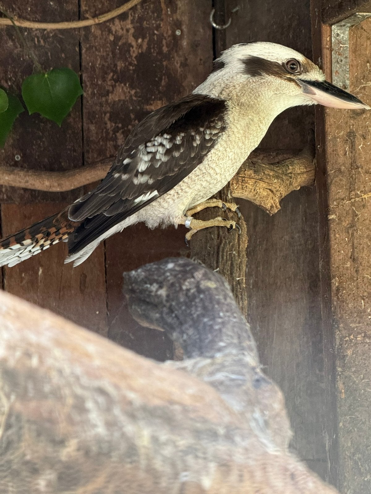 2-0 kookaburra, Mannelijk