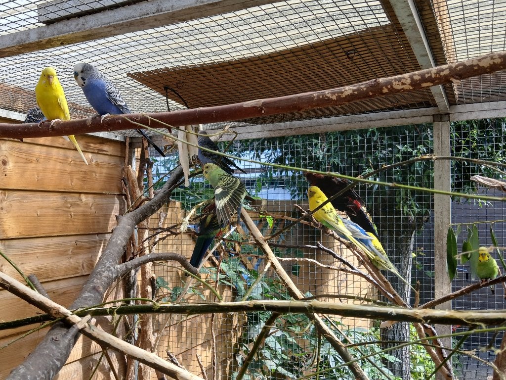 Parkieten, Dieren en Toebehoren, Meerdere dieren, Parkiet