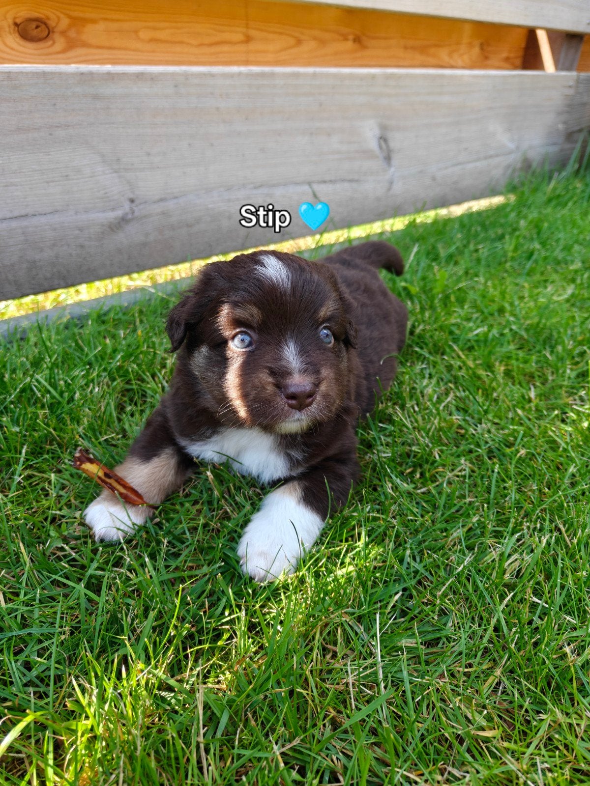 Mini American Shepherd pups (gereserveerd), Dieren en Toebehoren, Parvo, 8 tot 15 weken, Meerdere, Meerdere dieren