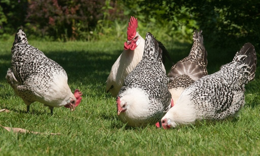 Kippen (Groninger meeuw, 3x), Vrouwelijk, Kip