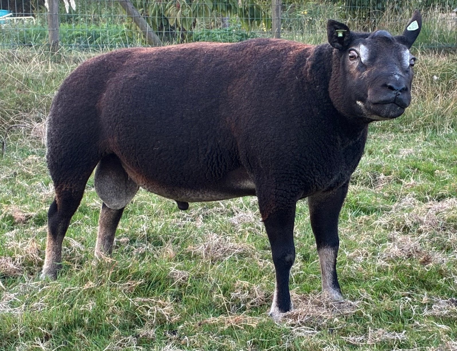 Overjarige Dassenkop dekrammen ARR/ARR, Dieren en Toebehoren, Mannelijk, Schaap