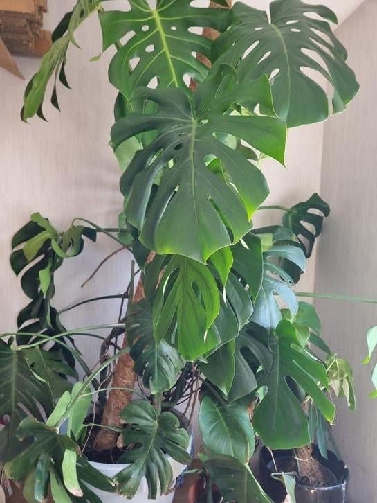 Prachtige grote  (Monstera Deliciosa), Huis en Inrichting, Kamerplanten, Ophalen, 100 tot 150 cm, Overige soorten, Halfschaduw