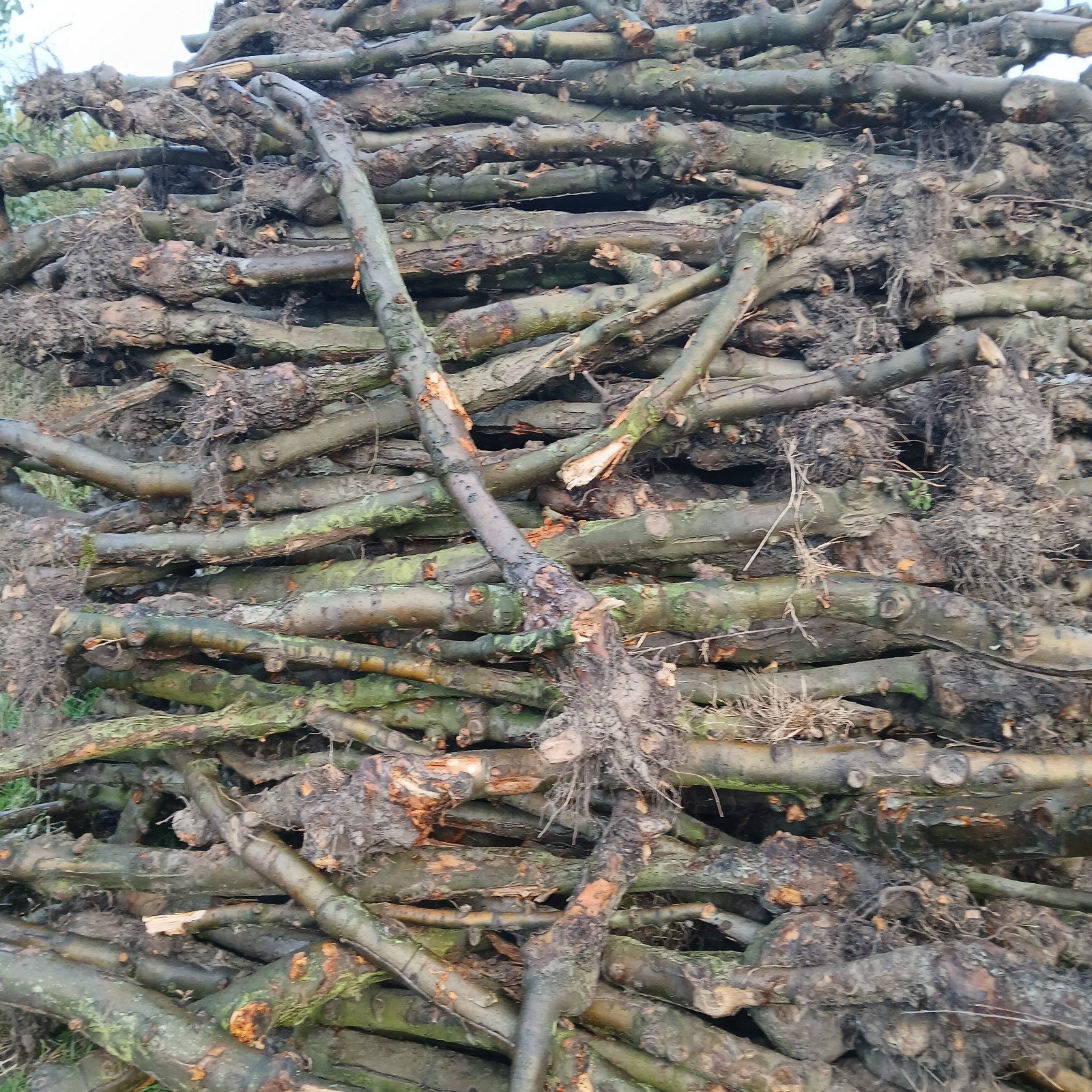 haardhout, hardhout stammen van fruitboom, appelhout, 6 m³ of meer, Ophalen, Overige houtsoorten, Stammen