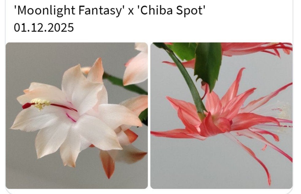Schlumbergera nieuwe hybride zaadbesje op 1 bladsegment, Verzenden, Halfschaduw, Minder dan 100 cm