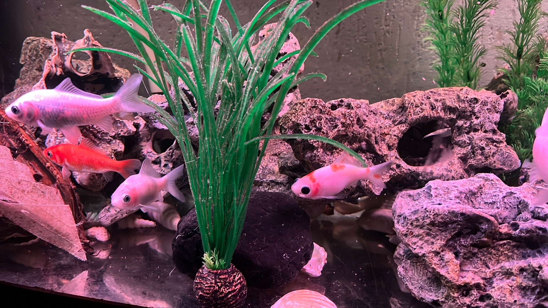 6 Goudvissen, Ophalen, Gevuld zoetwateraquarium