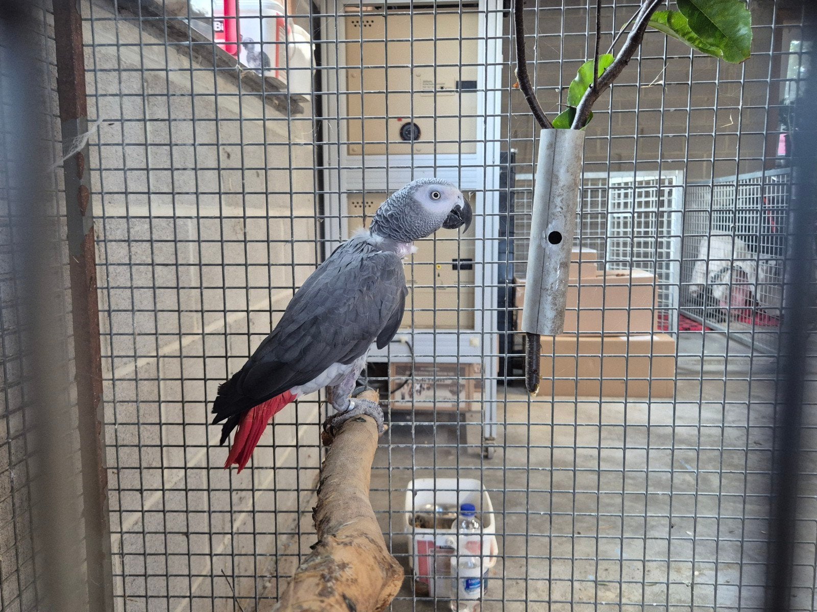 2 grijzeroodstaart papegaaien prijs voor samen, Meerdere dieren, Papegaai, Geringd