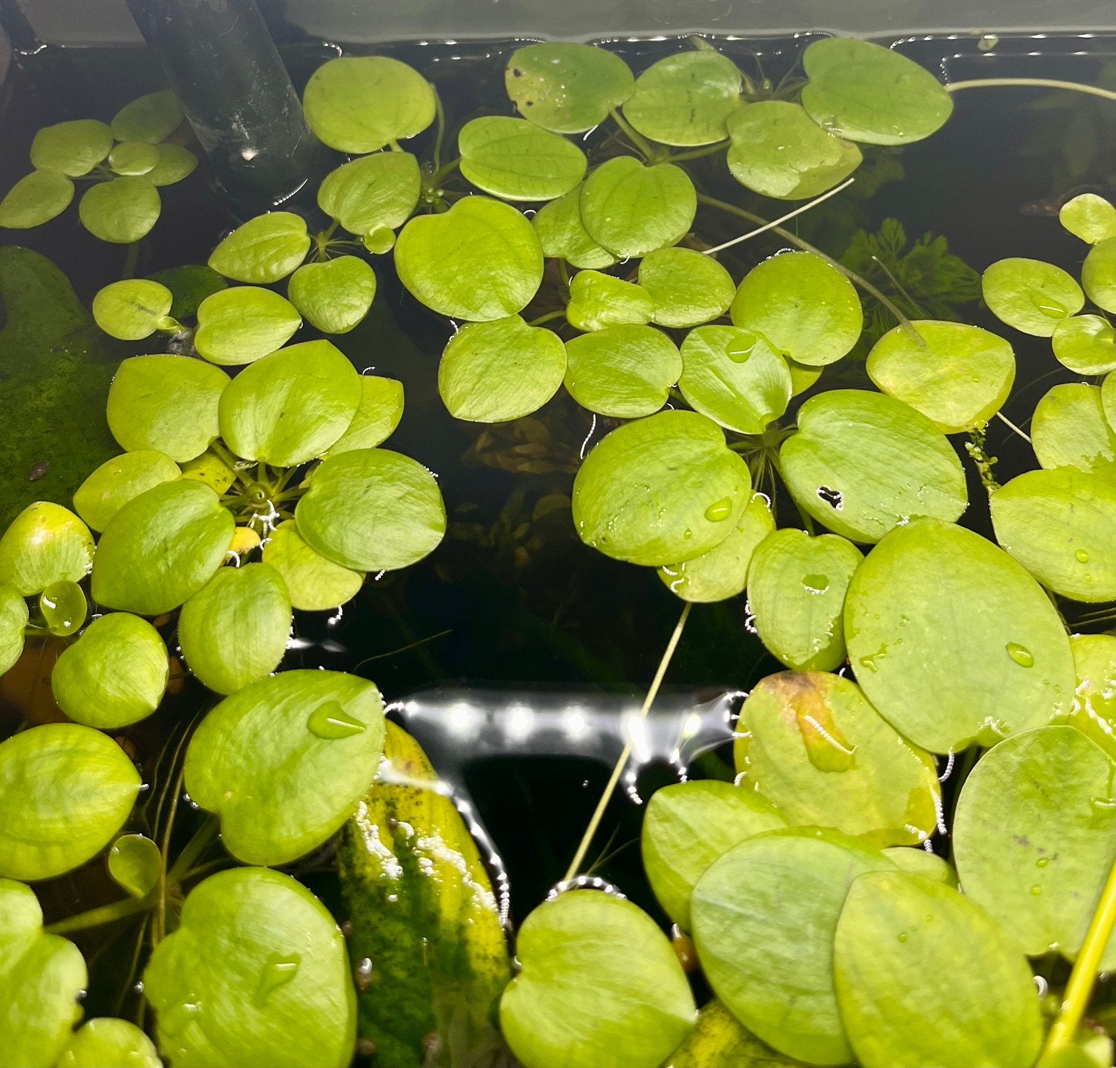 Drijfplantjes (Limnobium laevigatum, kikkerbeet), Ophalen, Nieuw, Plant(en), Steen of Hout
