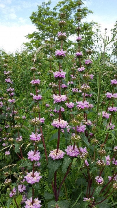 Phlomis tuberosa of Brandkruid in een P9 pot., Tuin en Terras, Planten | Tuinplanten, Volle zon, Vaste plant, Zomer, Ophalen