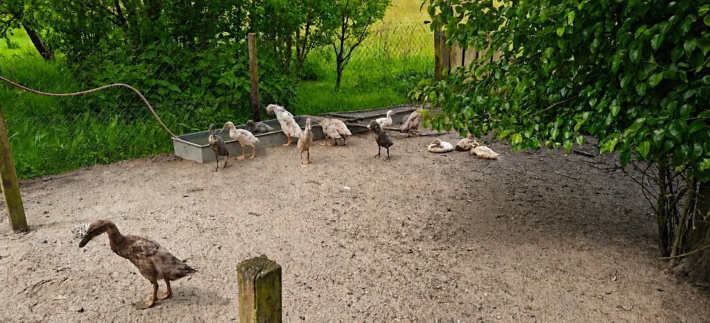 Loopeenden (2 maanden oud), Meerdere dieren, Eend