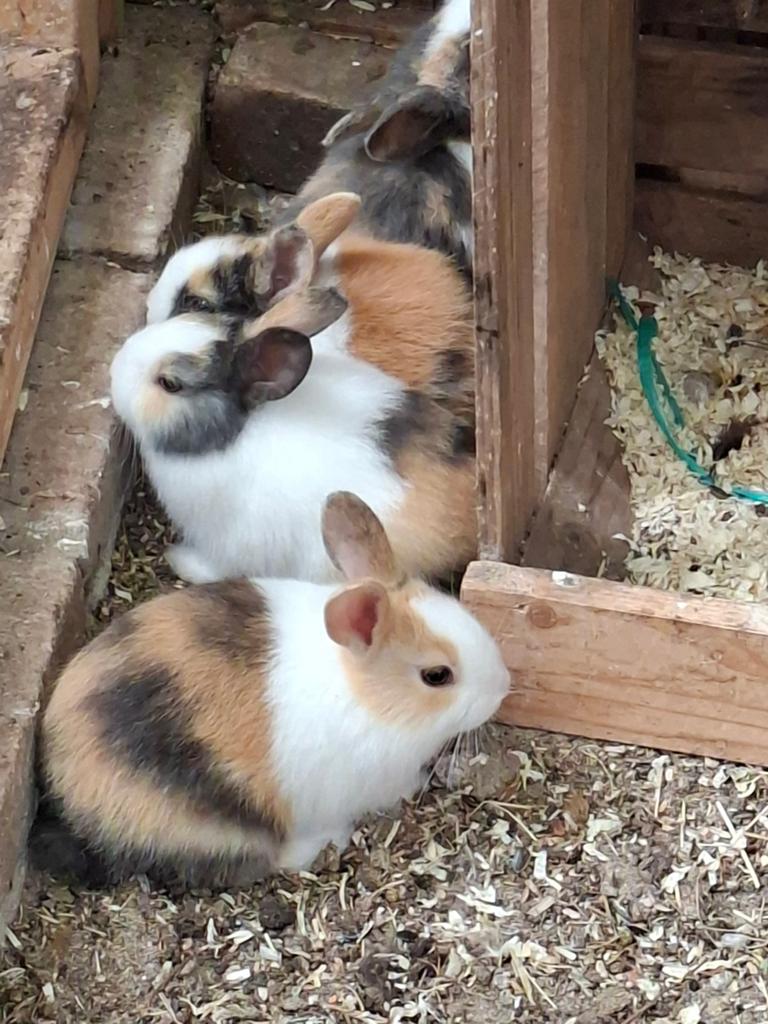 Hollanders, Meerdere dieren