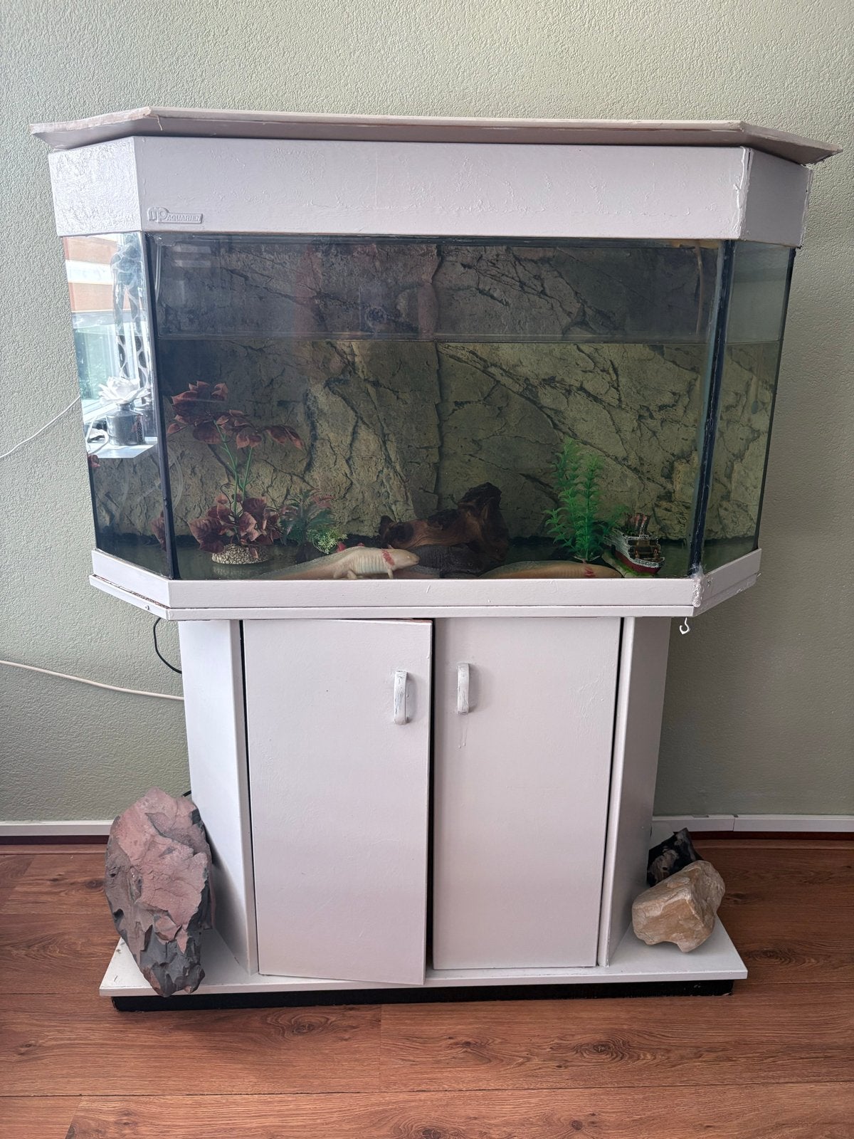 Axelotls + compleet aquarium (3 wit, 2 zwart) + 1 algeneter, Dieren en Toebehoren, Ophalen, Inclusief toebehoren, Gebruikt, Filter