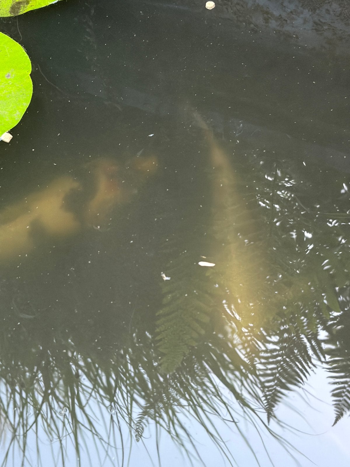 Koi karpers, Tuin en Terras, Vijvers, Ophalen, Zo goed als nieuw