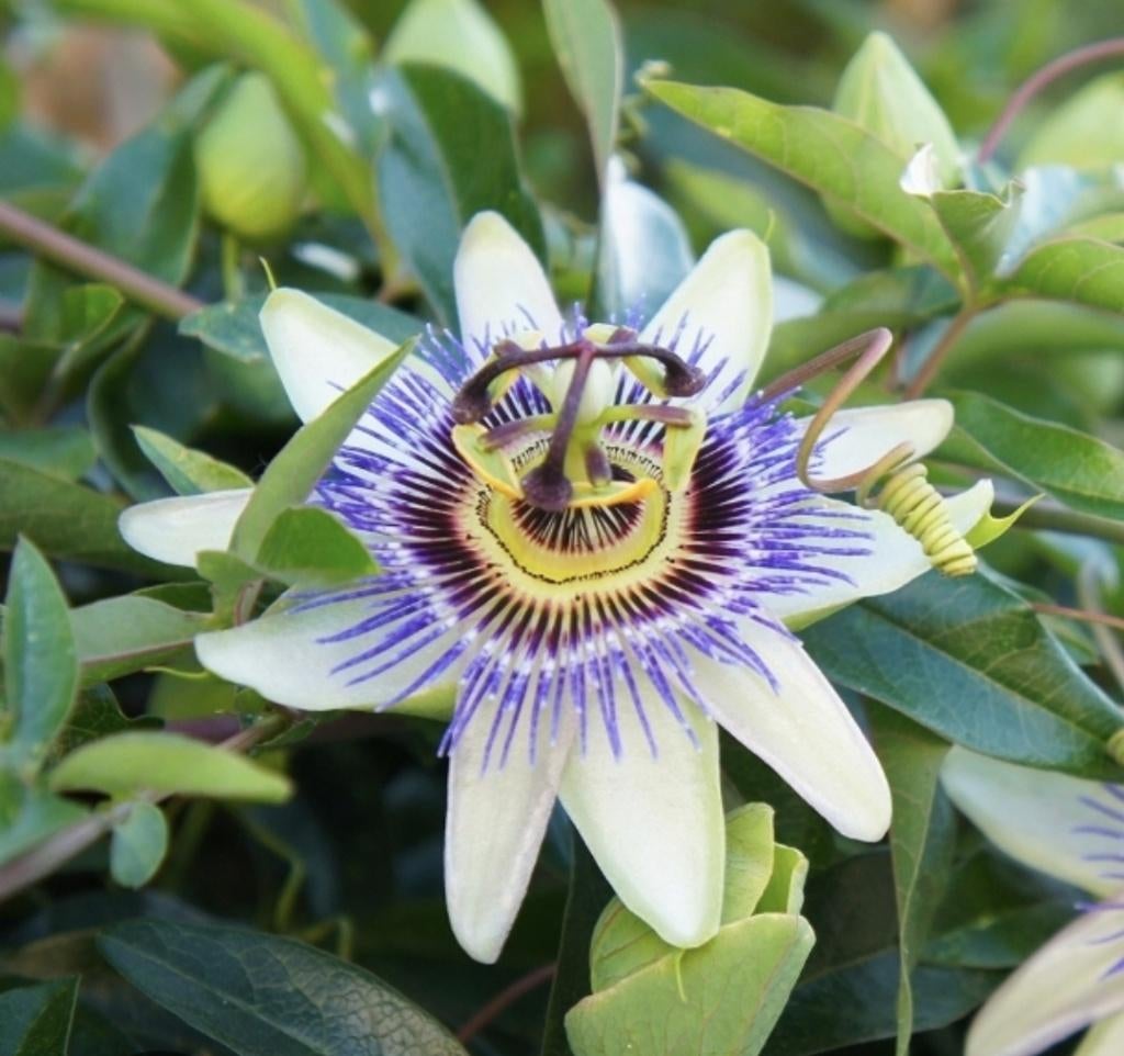 Passiflora Caerulea, Ophalen of Verzenden, Voorjaar, Volle zon, Zaad