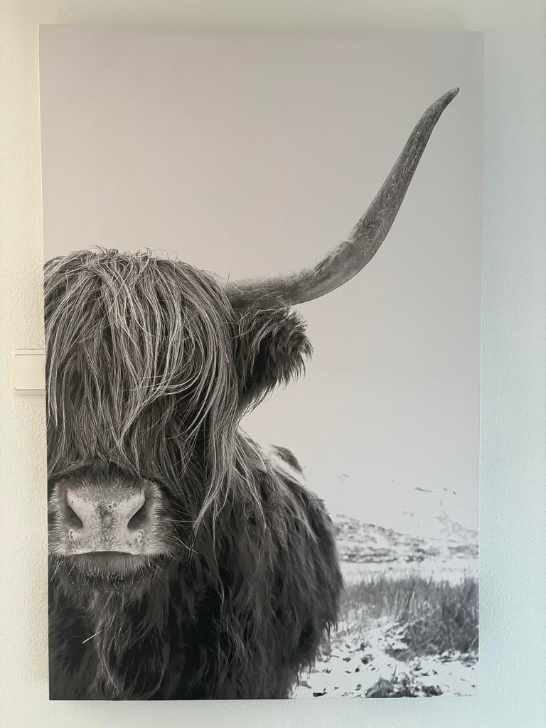 Zwart-wit canvas Hooglander 75x115 - bieden vanaf €4,-, Ophalen, Zo goed als nieuw, Foto of Poster, 75 cm of meer
