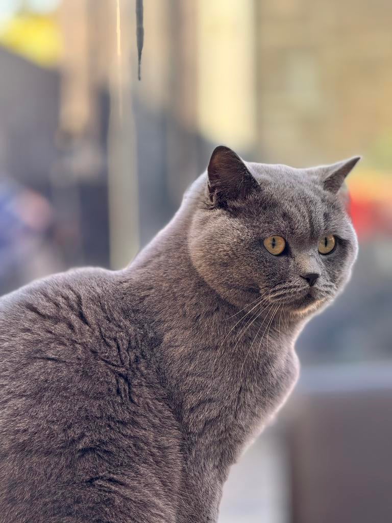 Dekkatter (niet te koop), Dieren en Toebehoren, Katten en Kittens | Dekkaters