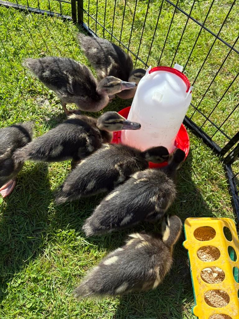 Eenden kuikentjes, Dieren en Toebehoren, Pluimvee, Meerdere dieren, Eend