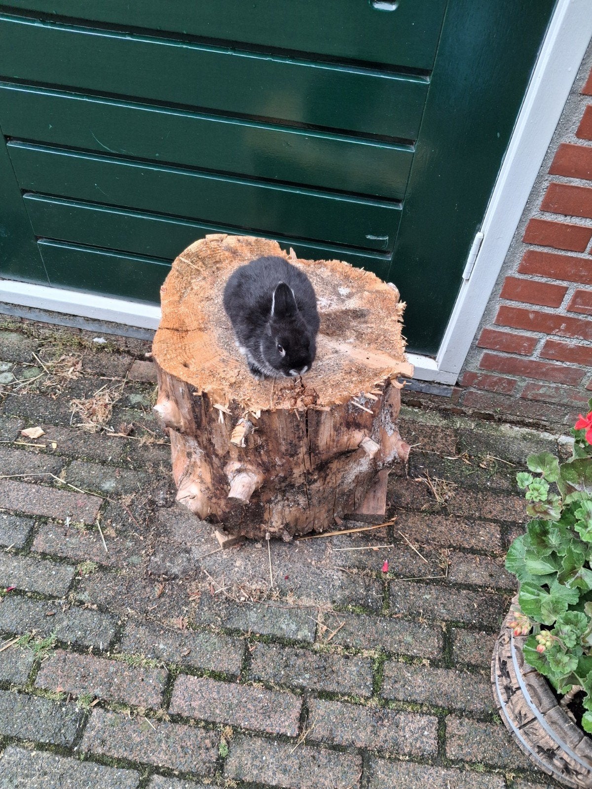 Dwergkonijn, Dieren en Toebehoren, Vrouwelijk, Dwerg, 0 tot 2 jaar