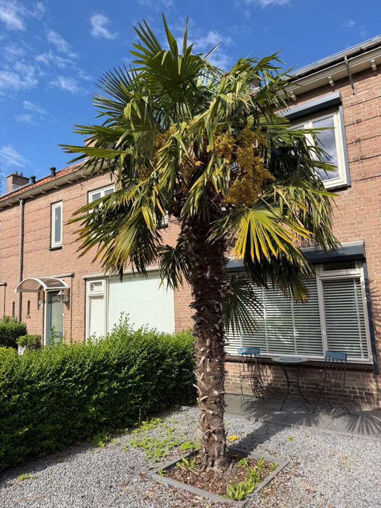 Palmboom, Tuin en Terras, Planten | Bomen, Volle zon, Ophalen of Verzenden, 100 tot 250 cm, Zomer