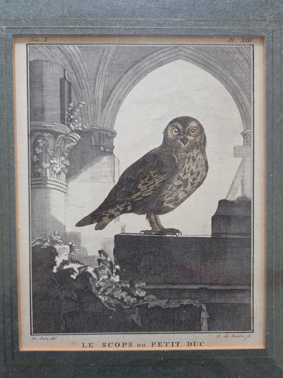 Set van 5 Franse kopergravures van roofvogels (18e eeuw), Ophalen of Verzenden, Flora en Fauna, 32 cm, 1700 - 1799