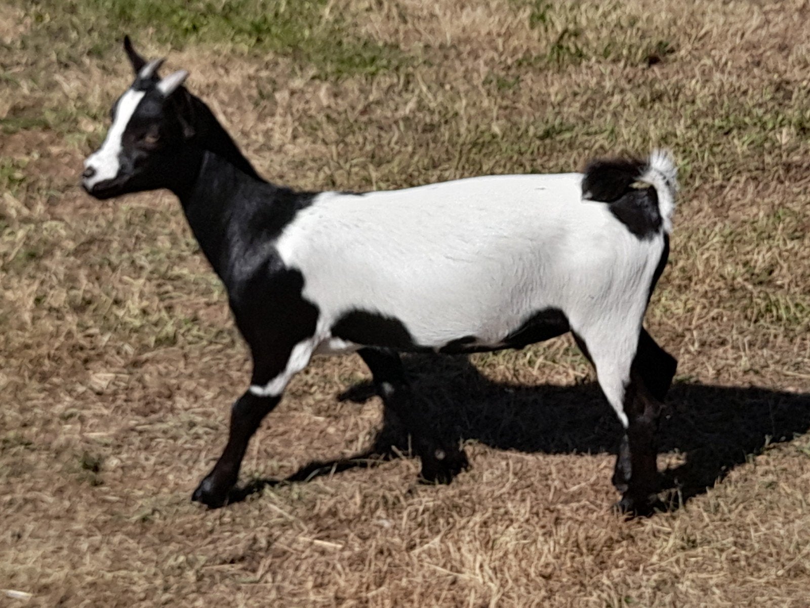 te koop gecastreerd dwerggeitje/ bokje, Dieren en Toebehoren, Schapen, Geiten en Varkens, Mannelijk, Geit, 0 tot 2 jaar