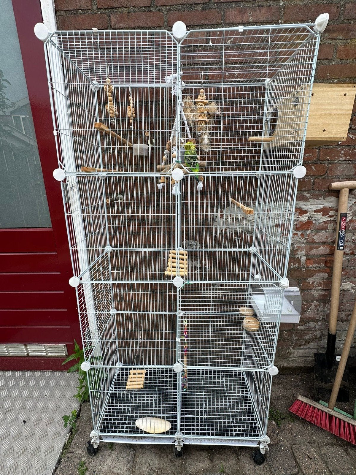 Grasparkieten met kooi, Meerdere dieren, Parkiet, Tam
