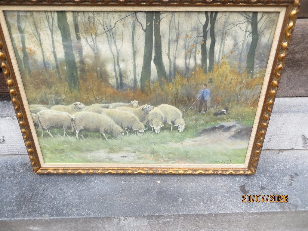 P.P.SCHIEDGES (Pieter scheen) Mooie kudde schapen met Herder, Antiek en Kunst, Ophalen, Aquarel, Dieren, Papier