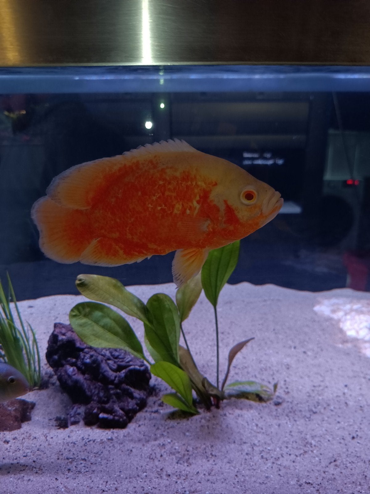Astronotus ocellatus "super red chilli" Oscar