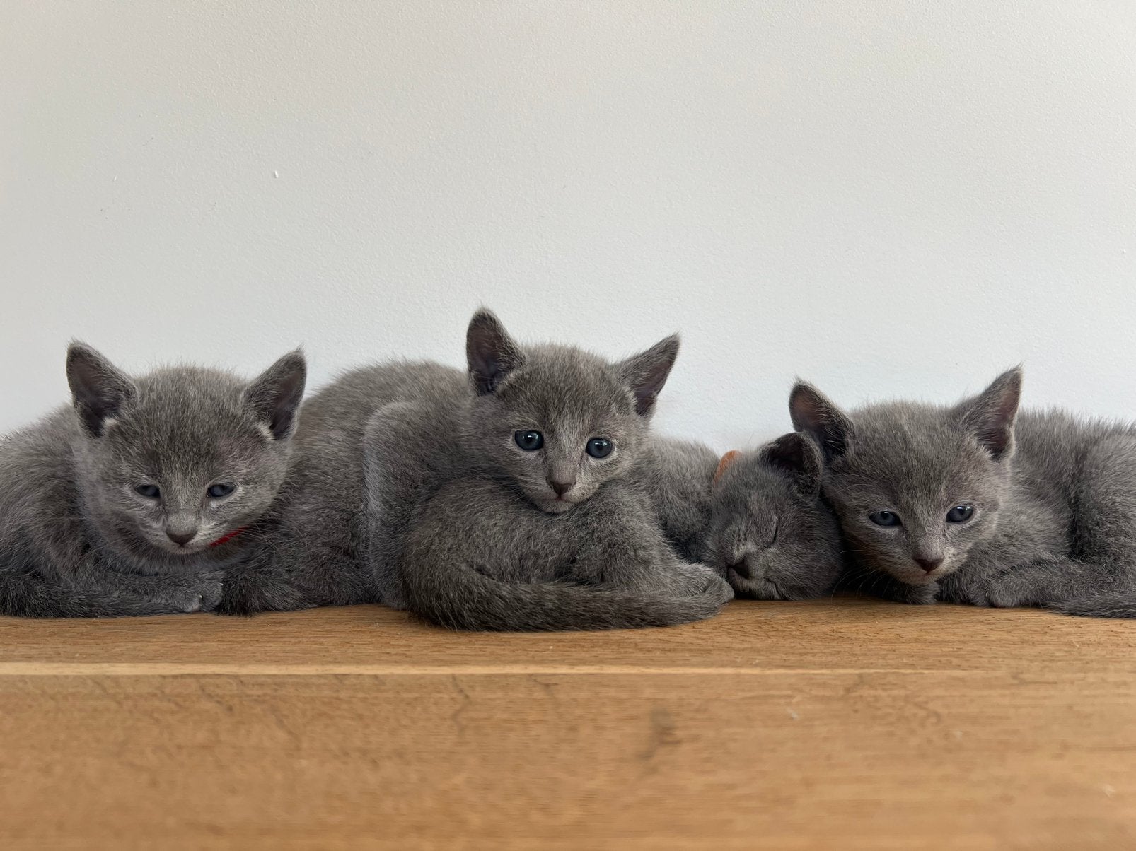 Blauwe rus kittens., Meerdere dieren, Met stamboom, 0 tot 2 jaar