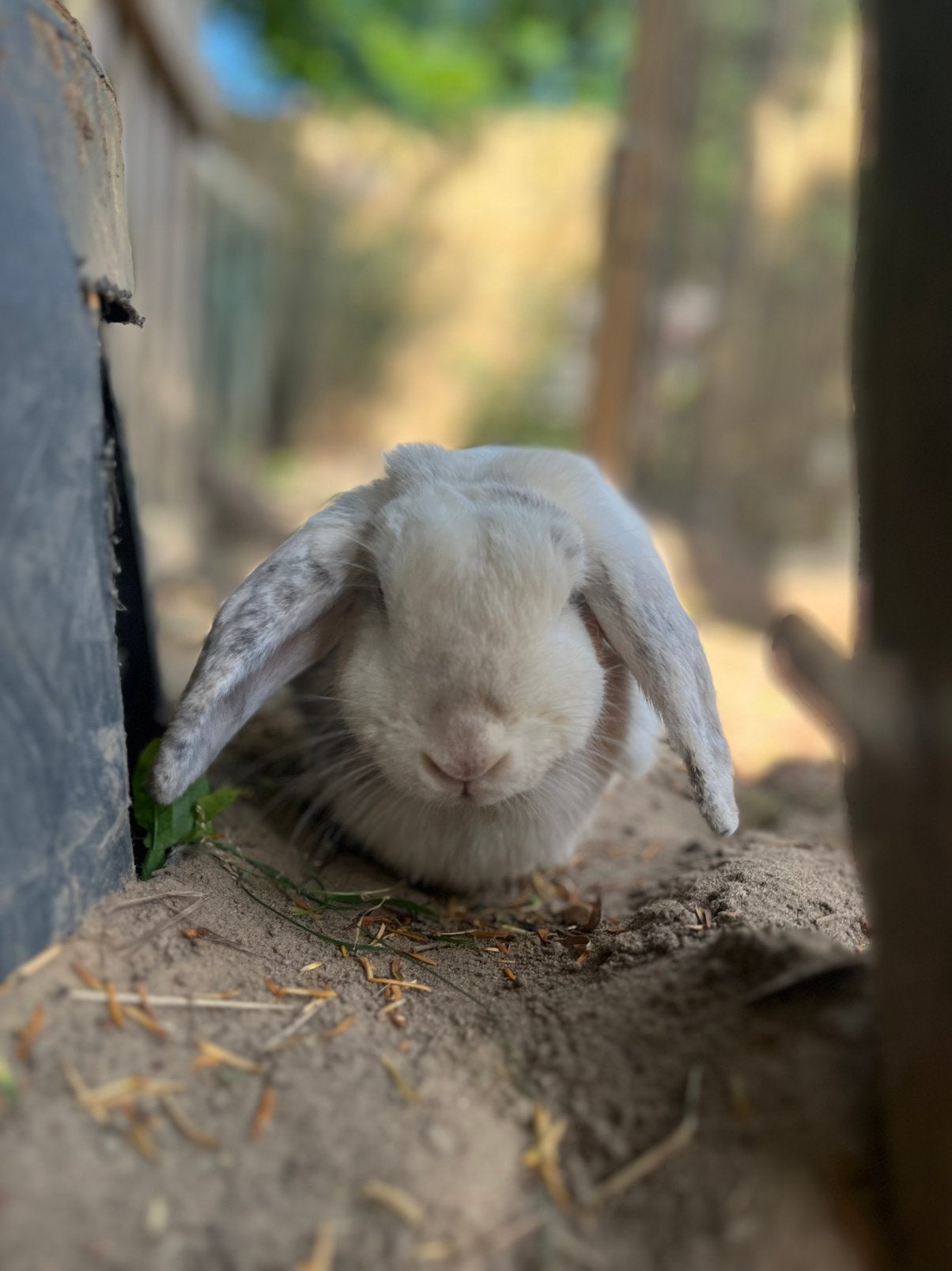 Konijn (voedster) zoekt nieuw huisje!, Vrouwelijk, Middelgroot