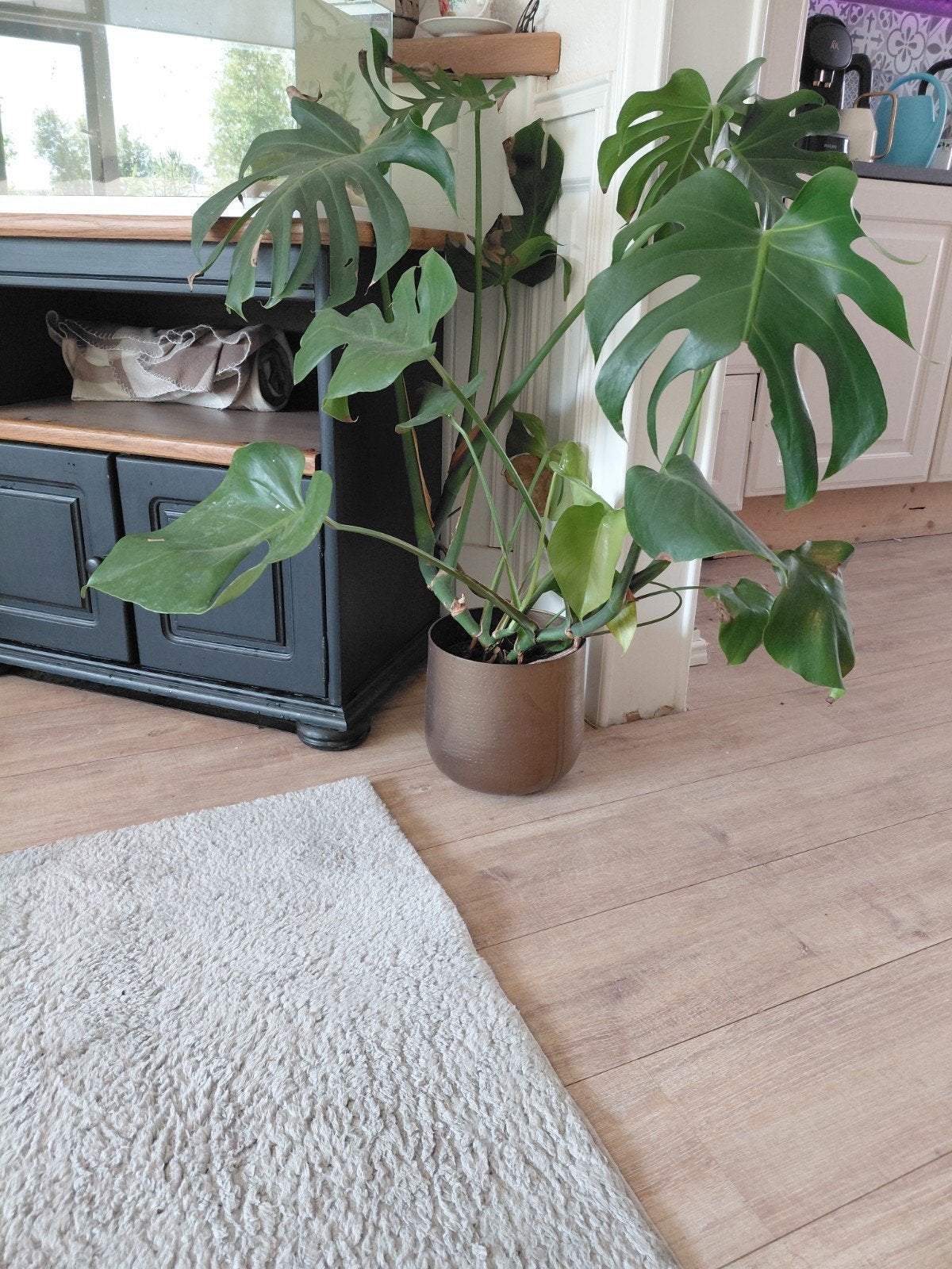 Grote Monstera Deliciosa Kamerplant in Pot, Huis en Inrichting, Kamerplanten, Ophalen, In pot, Halfschaduw, Minder dan 100 cm