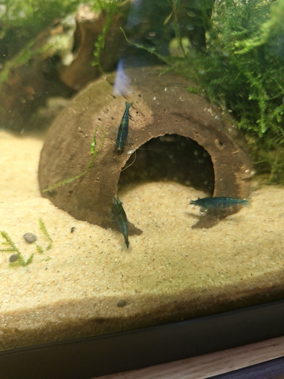 neocardina garnalen blauw, Kreeft, Krab of Garnaal