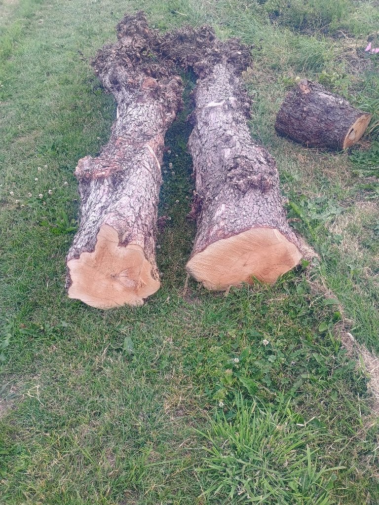 boomstam perenhout, Ophalen, Gebruikt