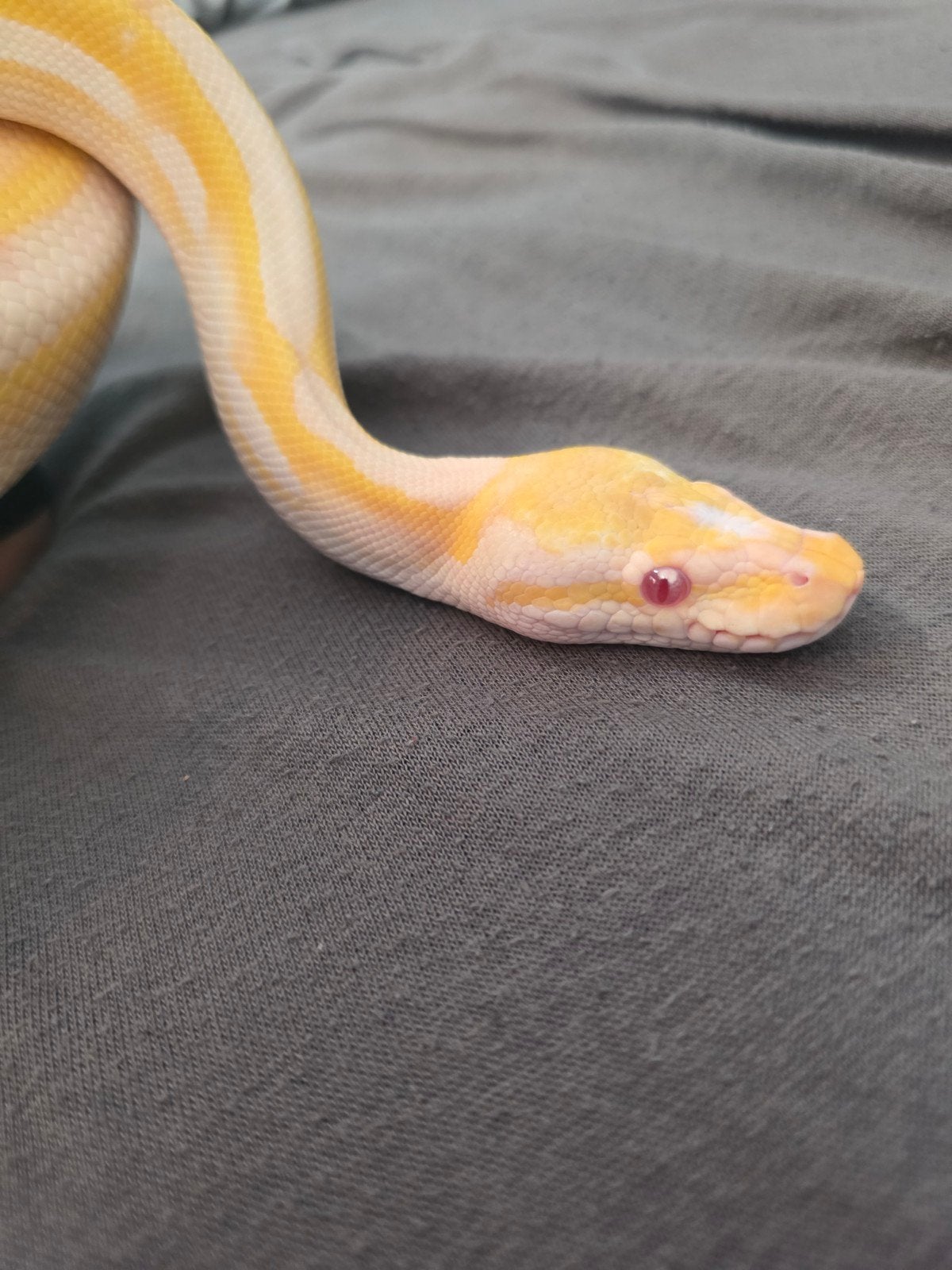 ballpython, koningspython, cinnamon lesser calico albino Ball Python - unknown for sale from Samira