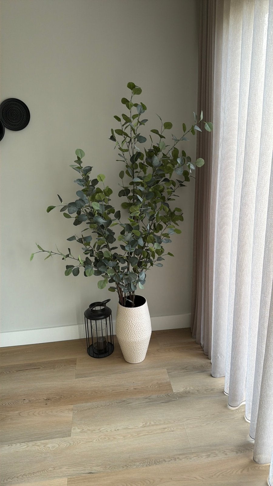 Eucalyptus plant, Ophalen, Zo goed als nieuw