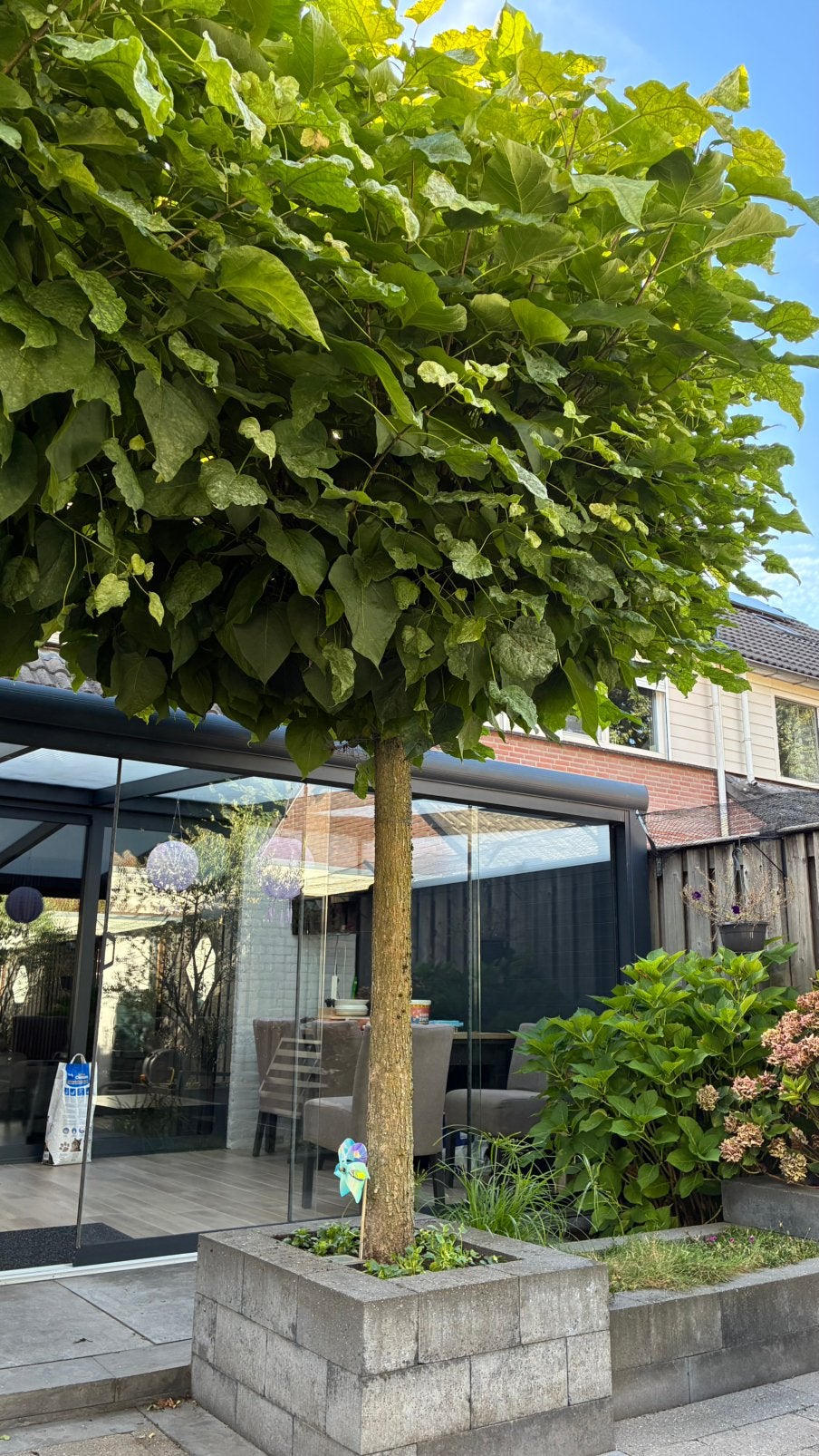 bol Catalpa, 250 tot 400 cm, Zomer, Ophalen, Volle zon