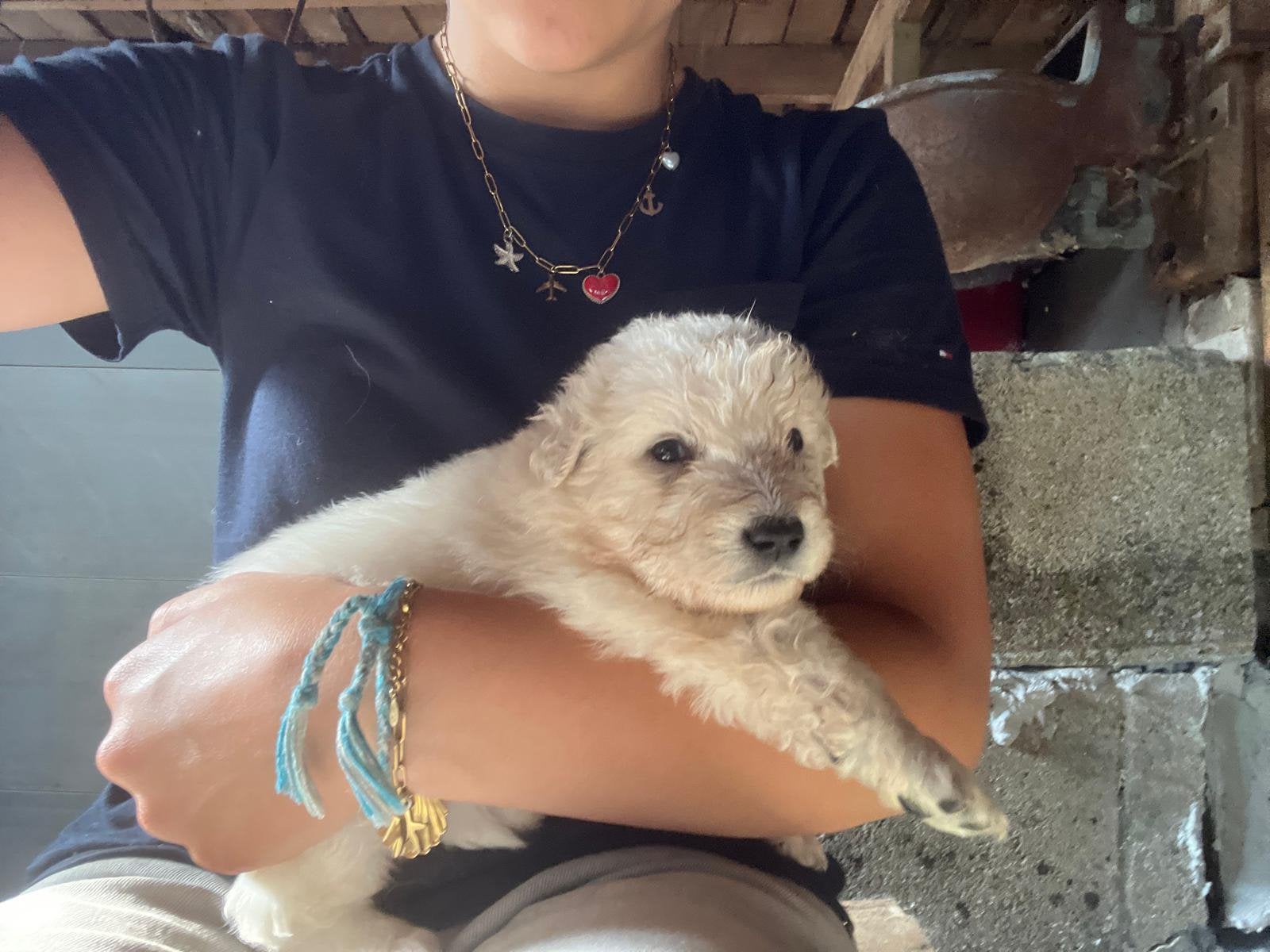 Prachtige Berghond van de Maremmen Puppies, 8 tot 15 weken, Meerdere, Meerdere dieren, Herder