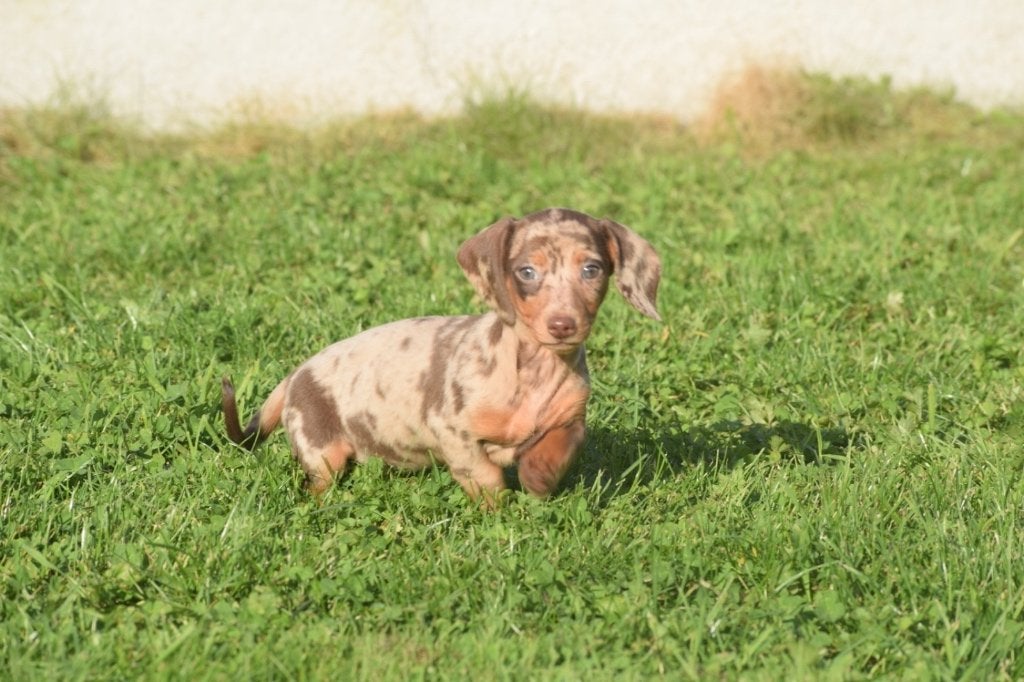 Teckel pups alle kleuren, Dieren en Toebehoren, België, 15 weken tot 1 jaar, Korthaar, Dwerg