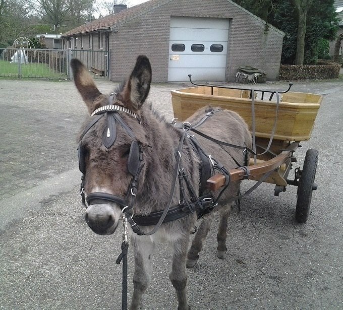 een oude eikenhouten pony of paarden kar of ezelkar, Zo goed als nieuw, Overige typen, Paard of Pony
