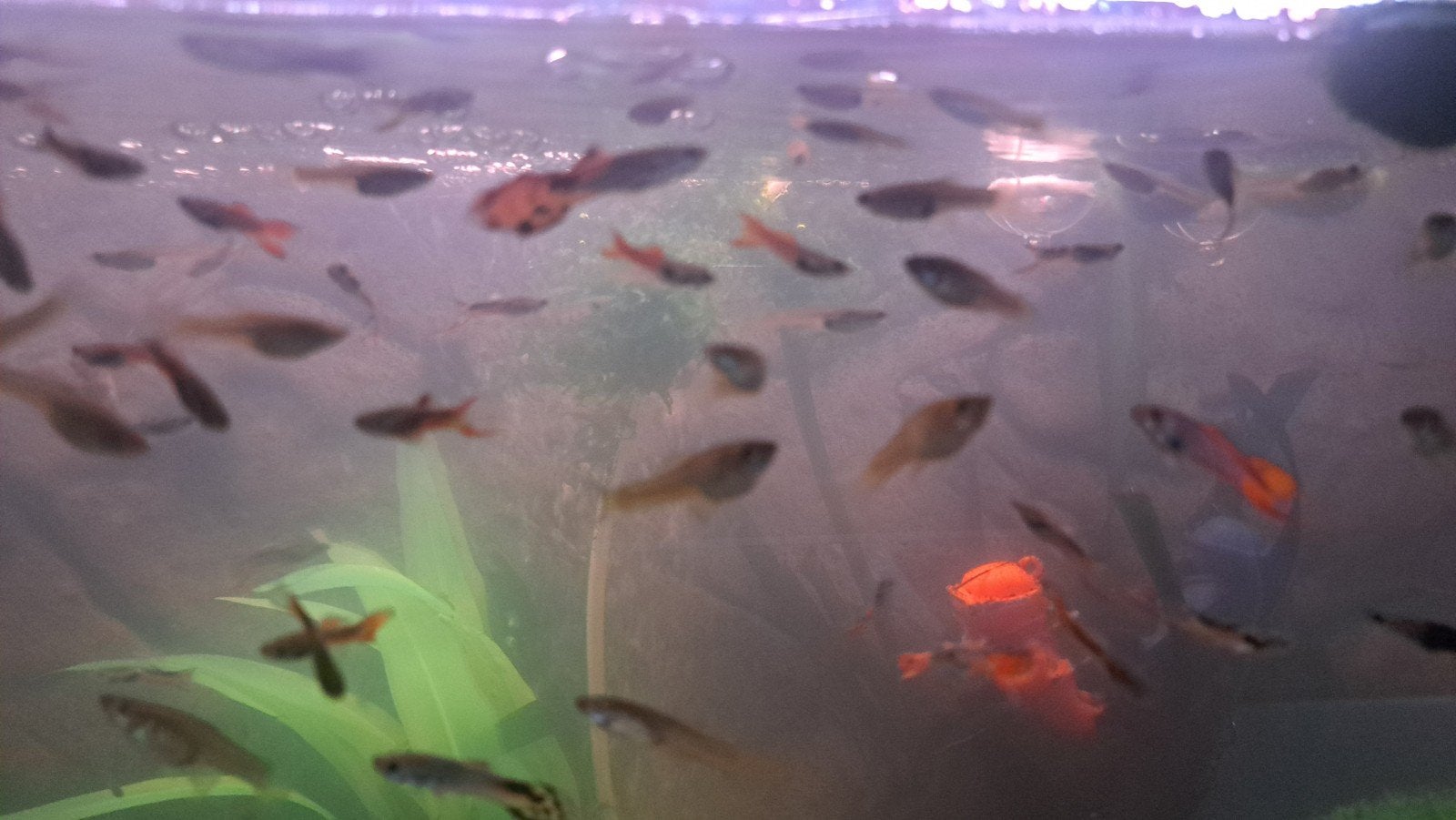 Guppen, Dieren en Toebehoren
